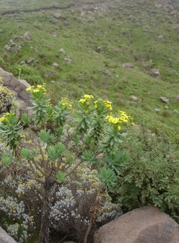 Euryops tysonii grew as circumstances allowed